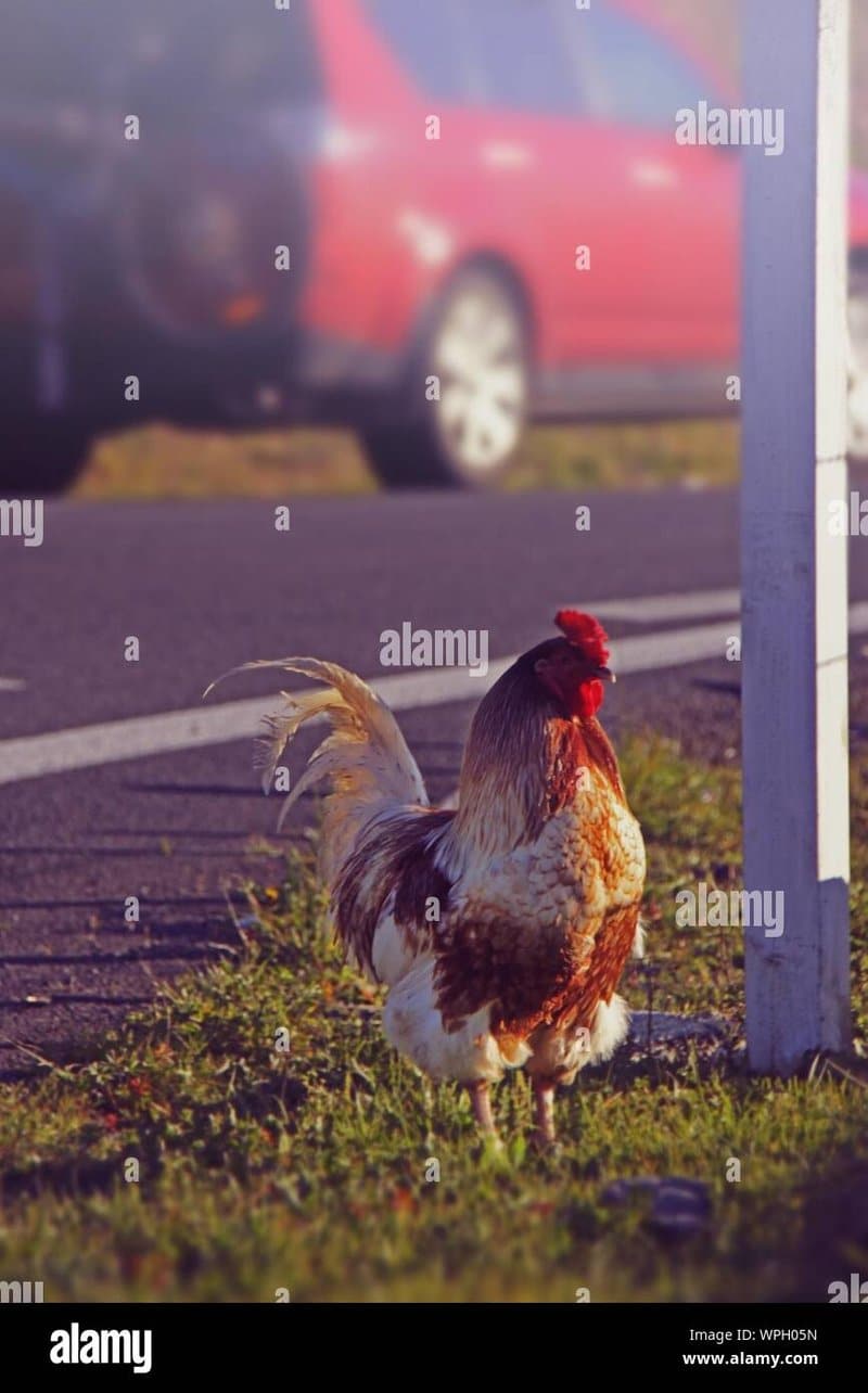 Descubre el Misterio de la Carretera de Pollo en España: Juegos de Azar, juego chicken road Descubre el Misterio de la Carretera de Pollo en España: Juegos de Azar, juego chicken road
